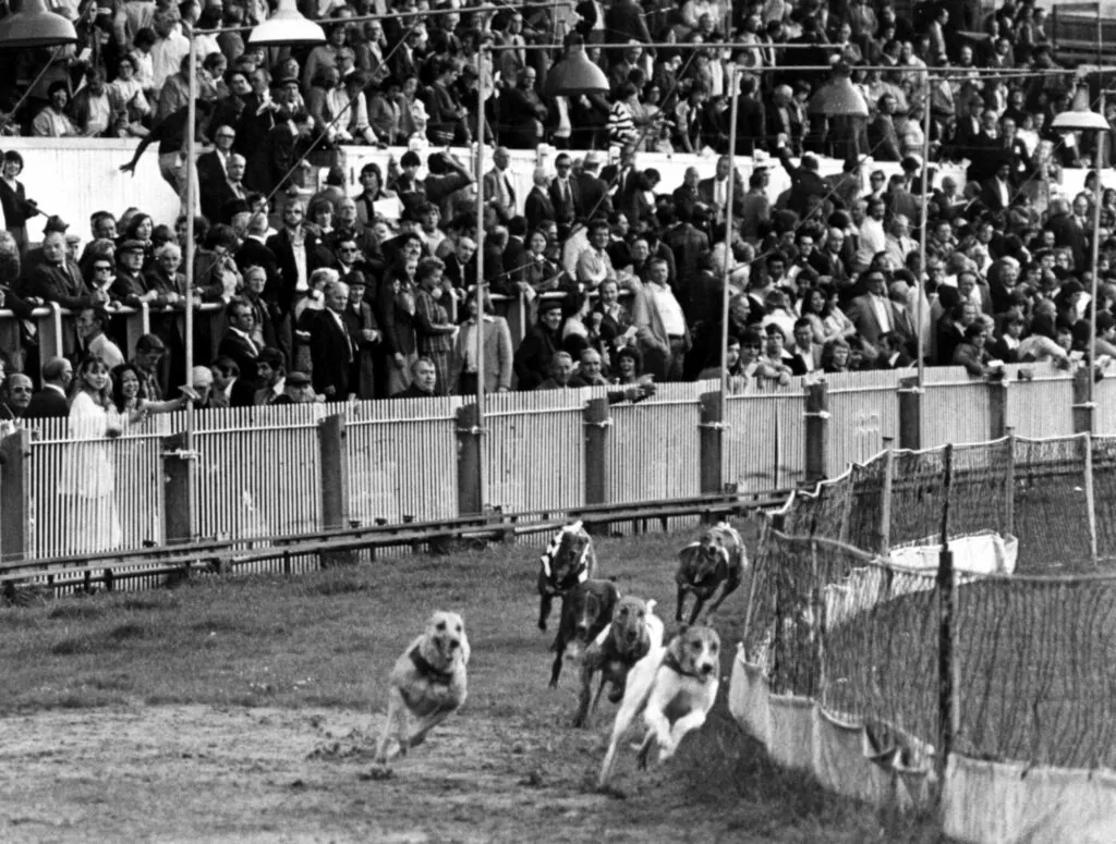 historia corrida de galgos Greyhound Derby